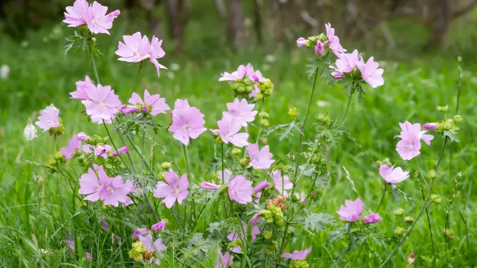 Sléz přehlížený (Malva neglecta)