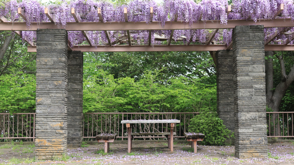 Kamenná pergola s vistárií 