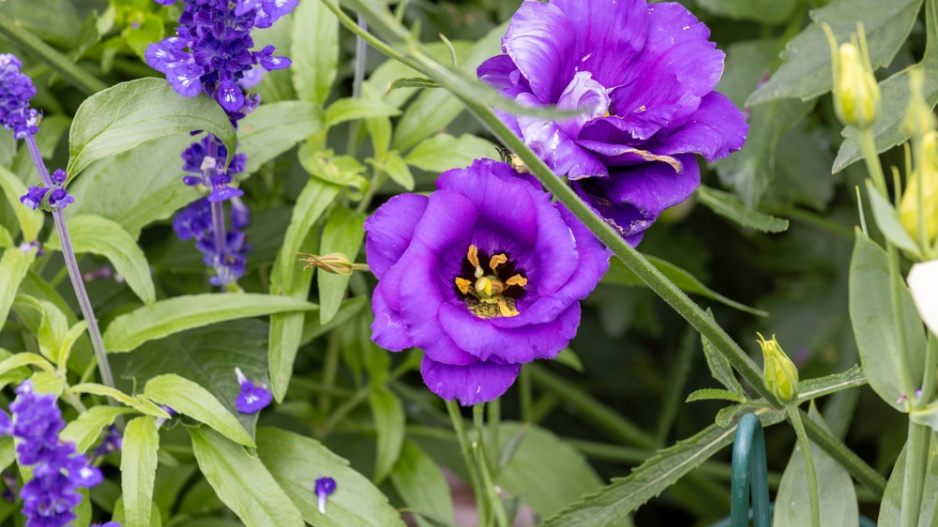 Eustoma (Eustoma grandiflorum) 