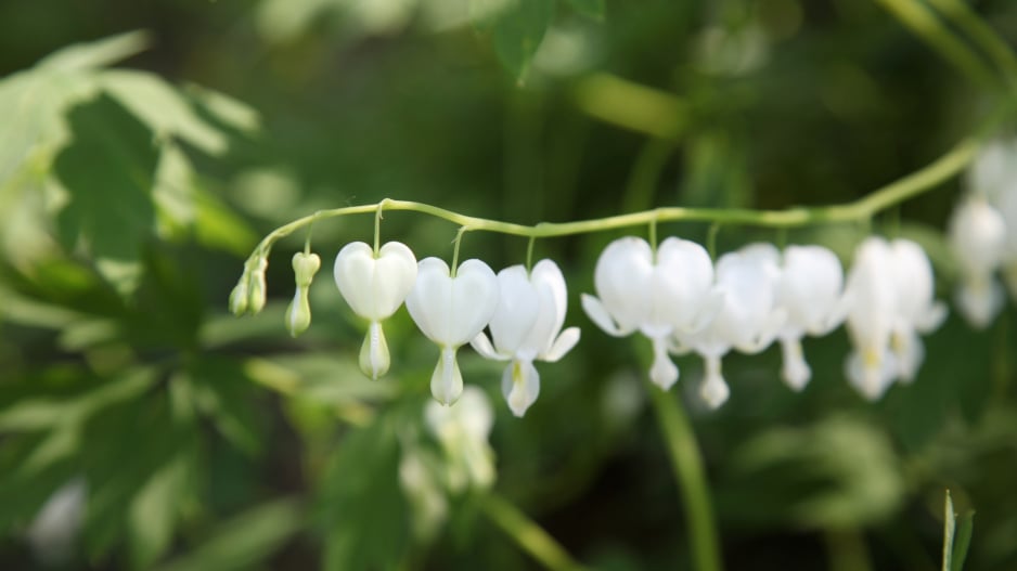 White Gold' (Lamprocapnos [Dicentra] spectabilis)