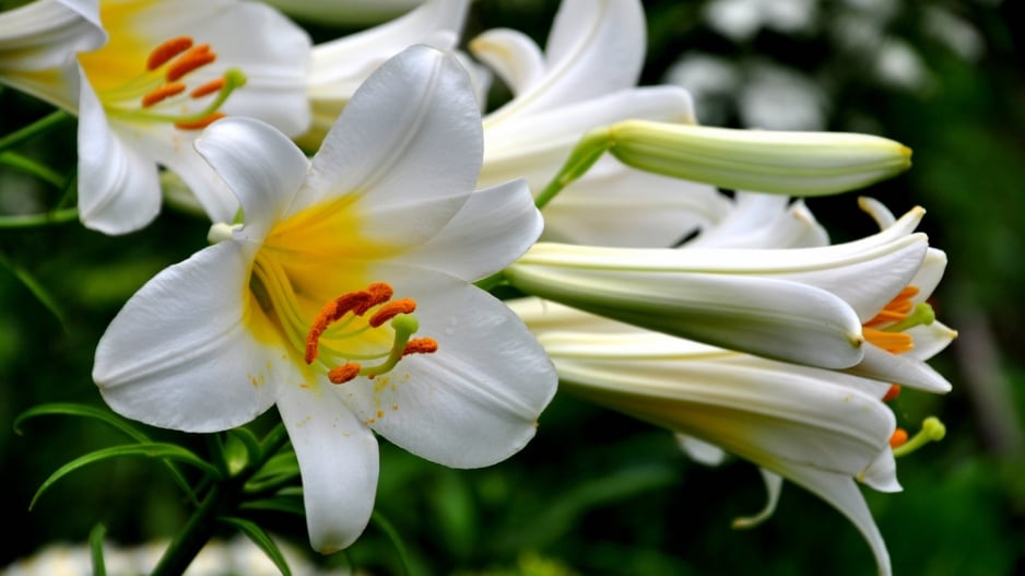 Lilie královská (Lilium regale) 
