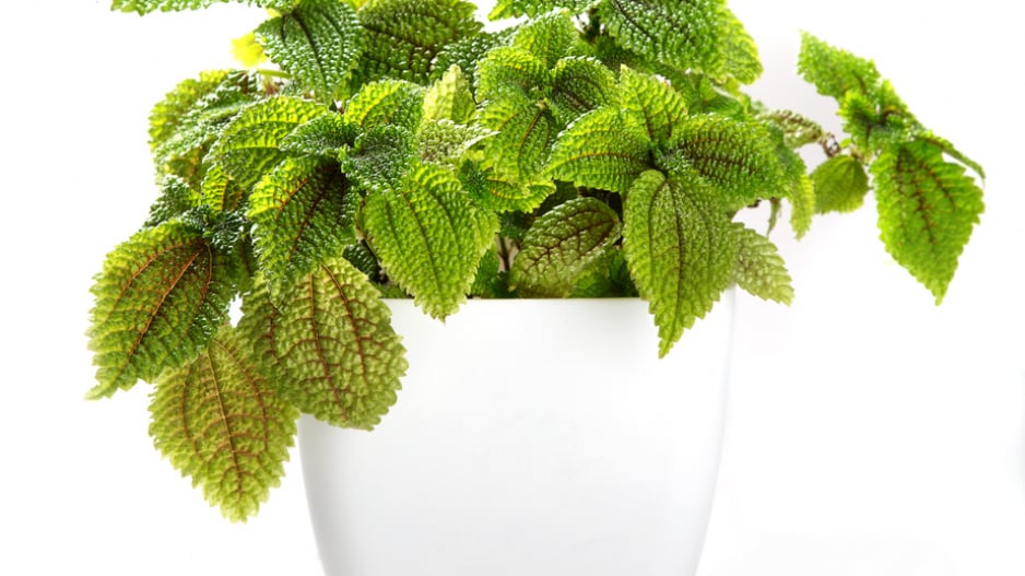 Pilea
