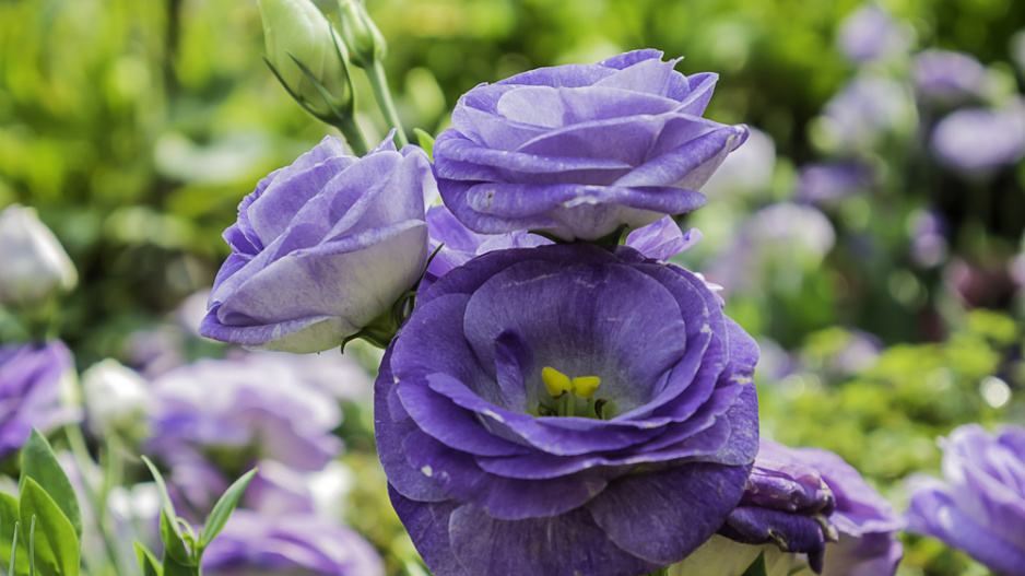 Eustoma (Eustoma grandiflorum) 