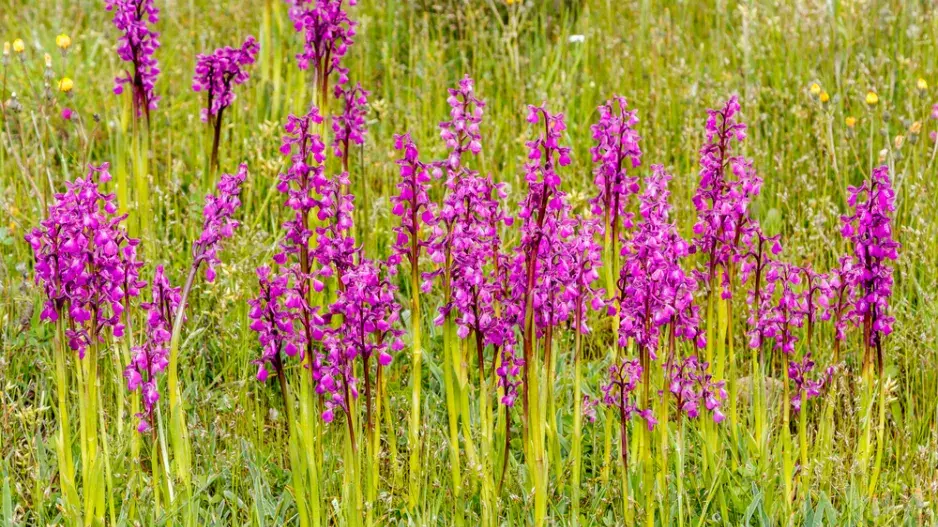 Vstavač mužský (Orchis mascula) 