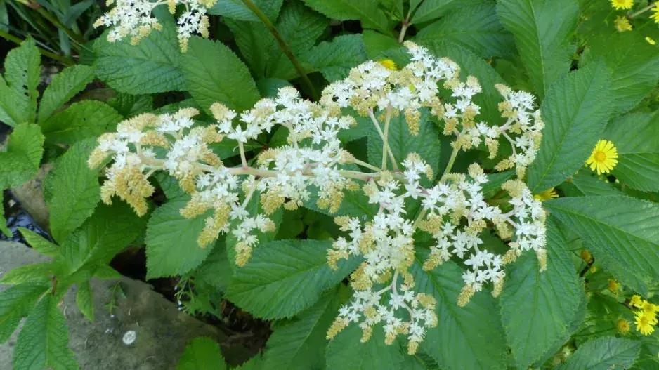 Rodgersie zpeřená (Rodgersia pinnata)