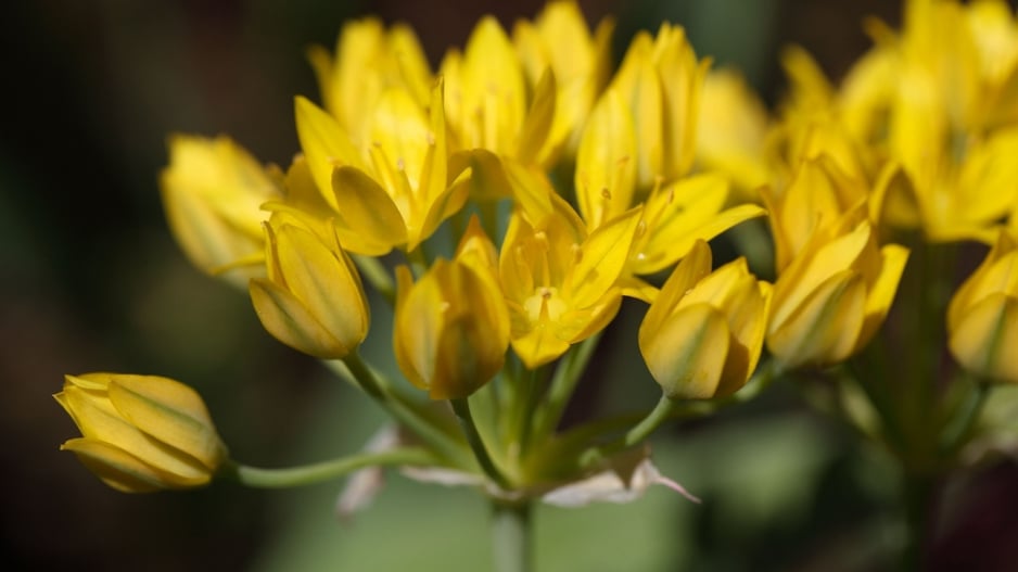 Česnek zlatožlutý (Allium moly) 