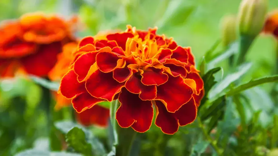Afrikán neboli aksamitník rozkladitý (Tagetes patula) 