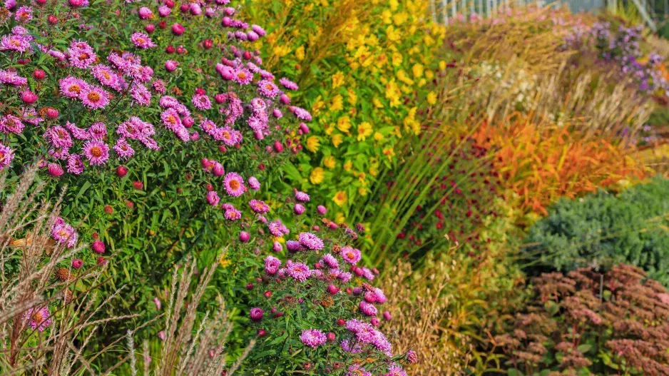 Podzimní kombinace hvězdnic a travin