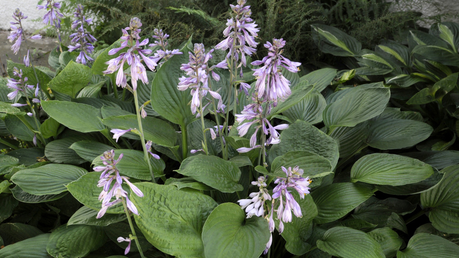 Hosta