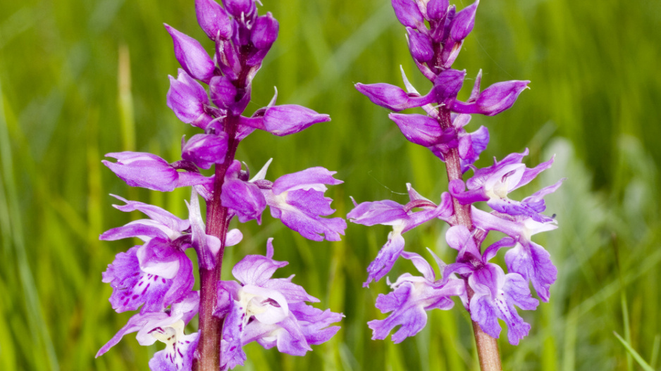 Vstavač mužský (Orchis mascula) 