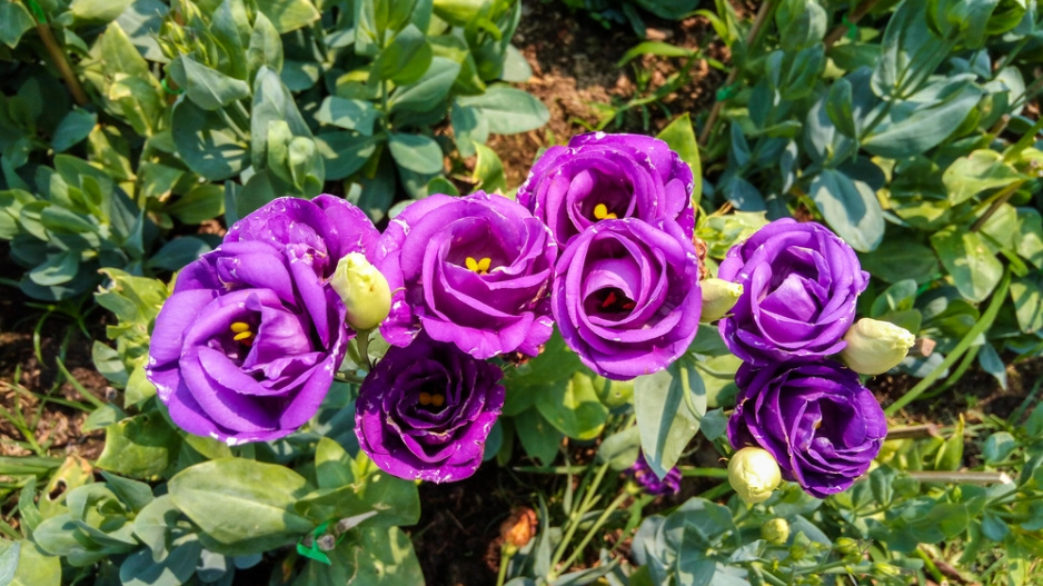 Eustoma (Eustoma grandiflorum) 
