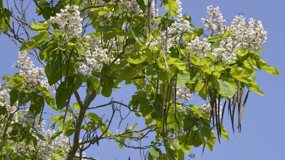 Katalpa trubačovitá (Catalpa bignoioides) 