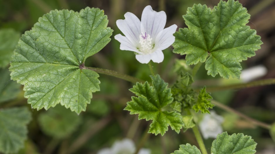 Sléz přehlížený (Malva neglecta) 