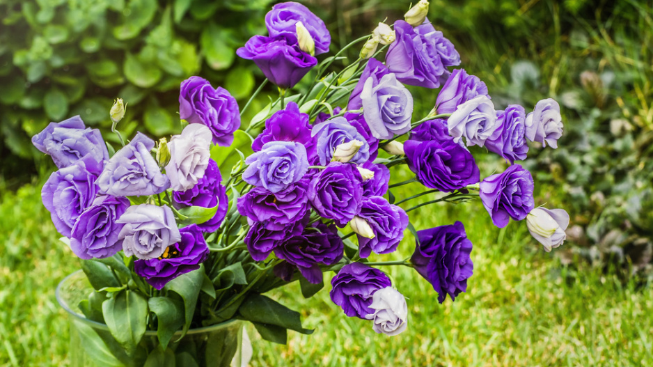 Eustoma (Eustoma grandiflorum) 