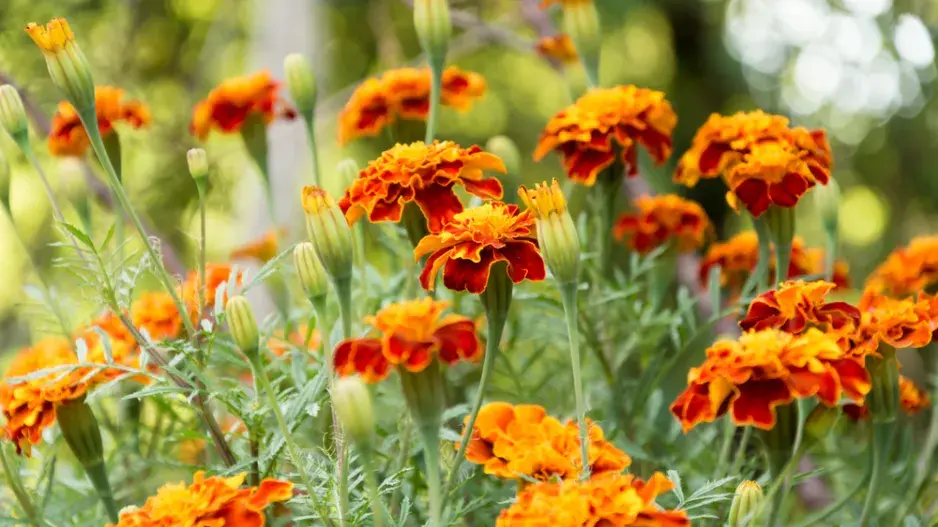 Afrikán neboli aksamitník rozkladitý (Tagetes patula) 