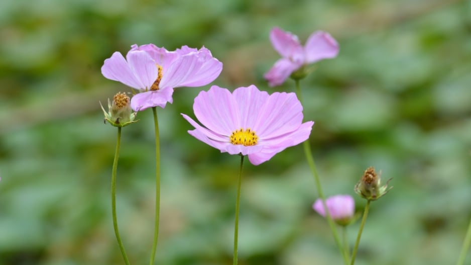 Krásenka zpeřená (Cosmos bipinnatus) 