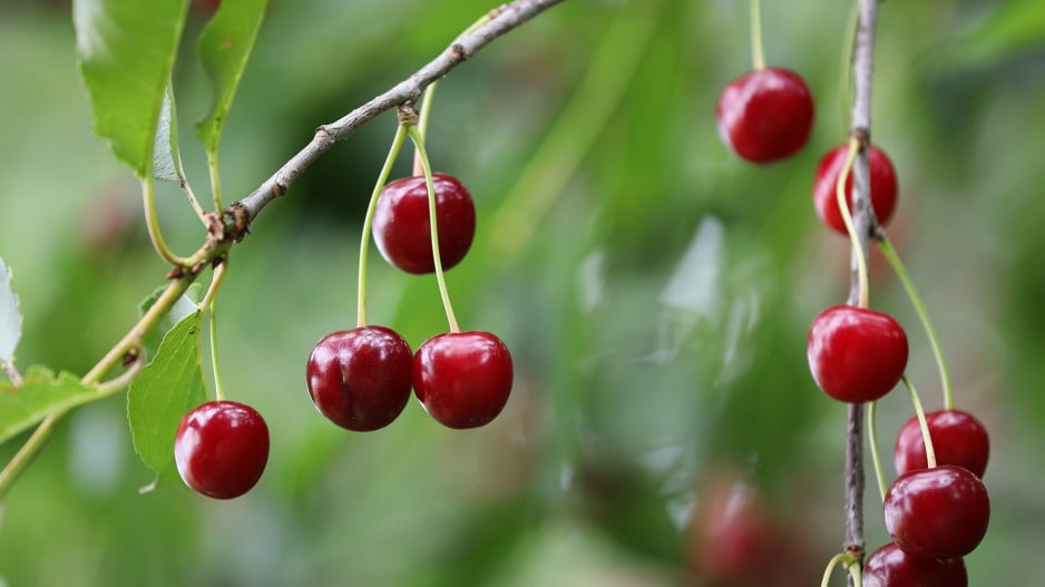 Višeň (Prunus cerasus)