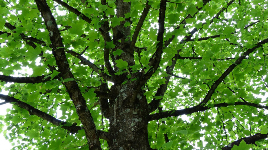 Liliovník tulipánokvětý (Liriodendron tulipifera)