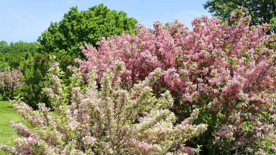 Keře kvetoucí v červnu
