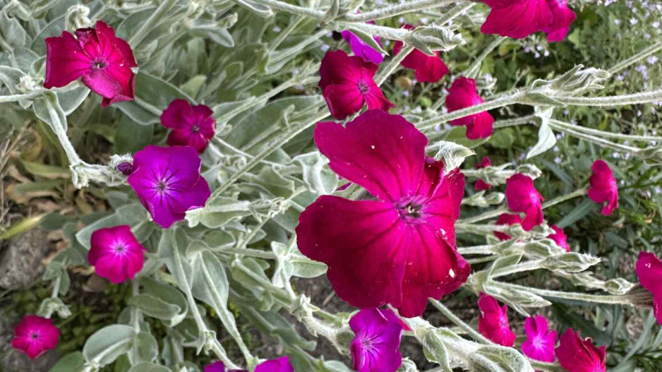 Kohoutek věncový (Lychnis coronaria) 