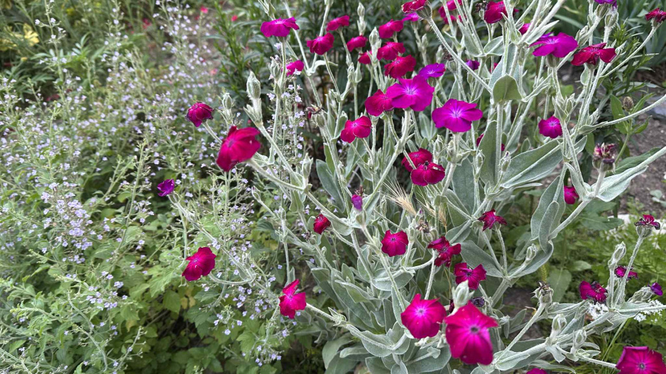 Kohoutek věncový (Lychnis coronaria) 