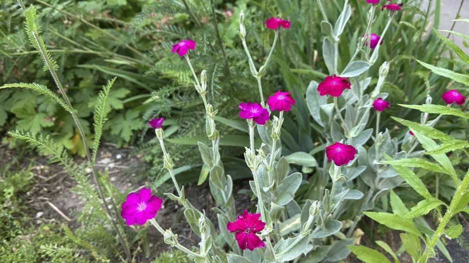Kohoutek věncový (Lychnis coronaria) 