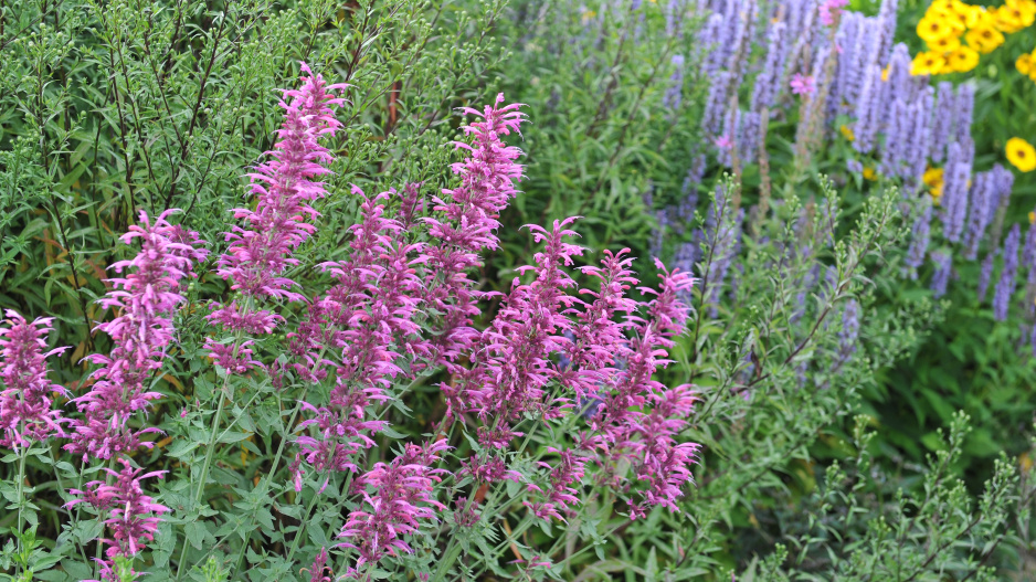 Agastache mexická (Agastache mexicana) 