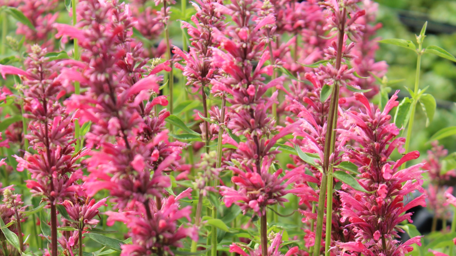 Agastache mexická (Agastache mexicana) 