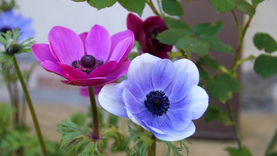 Sasanka věncová (Anemone coronaria) 