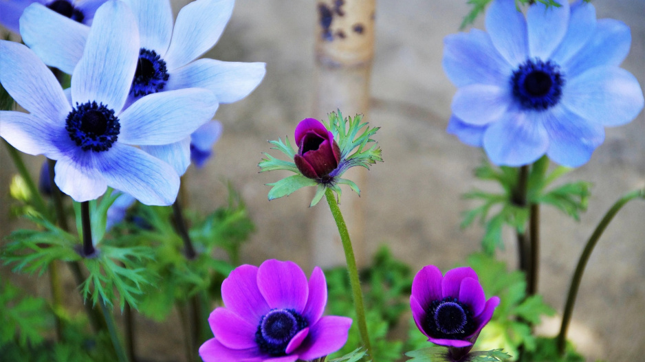 Sasanka věncová (Anemone coronaria) 