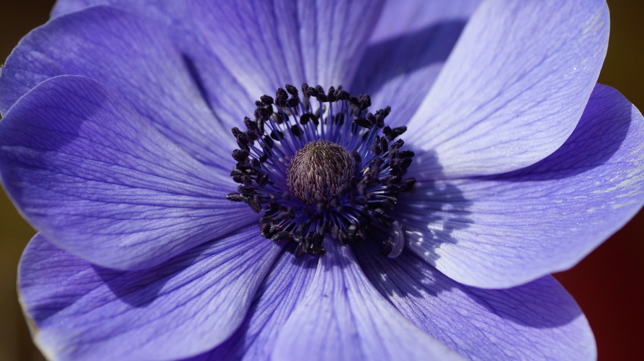 Sasanka věncová (Anemone coronaria) 