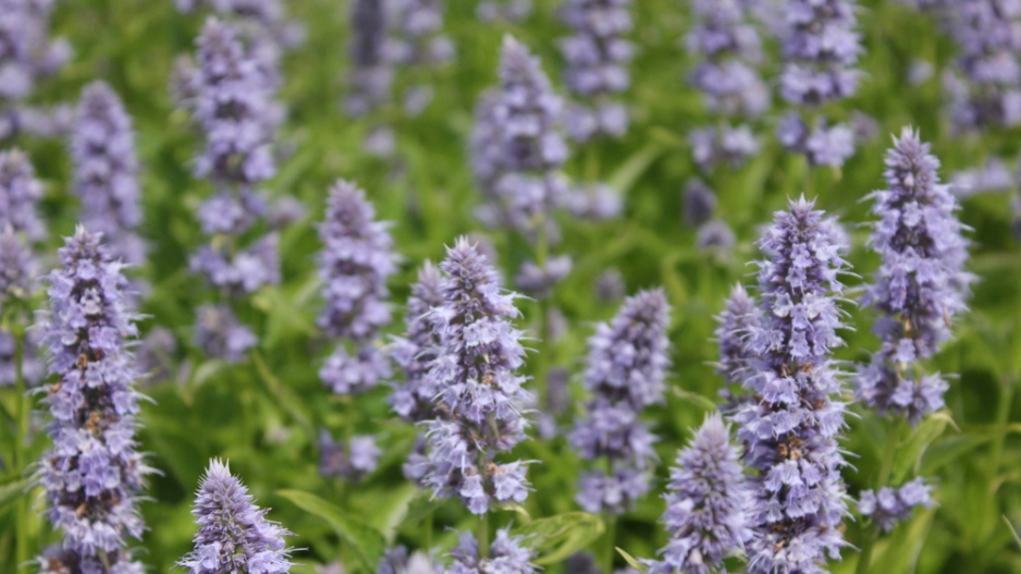 Agastache mexická (Agastache mexicana) 