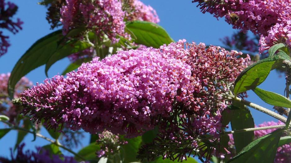 Buddleja