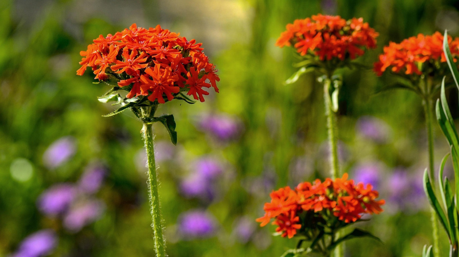 Kohoutek chalcedonský (Lychnis chalcedonica)