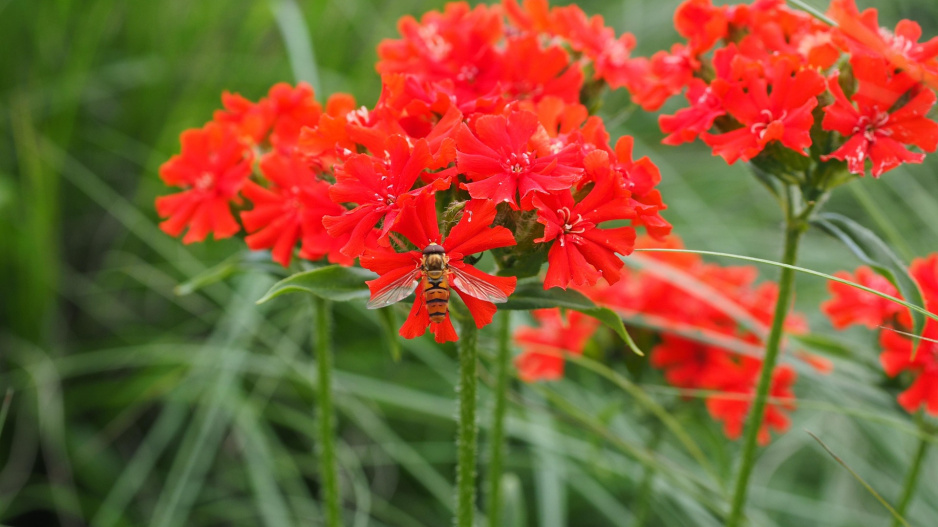 Kohoutek chalcedonský (Lychnis chalcedonica)