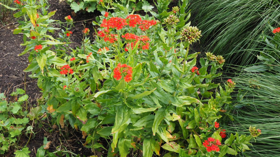 Kohoutek chalcedonský (Lychnis chalcedonica)