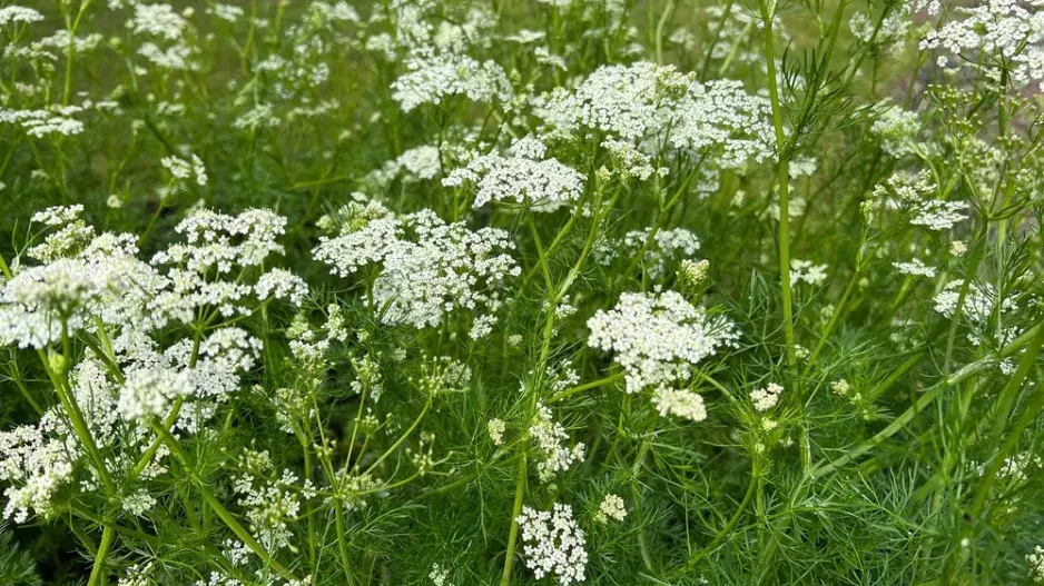 bylinky a zelenina bylinky a zelenina