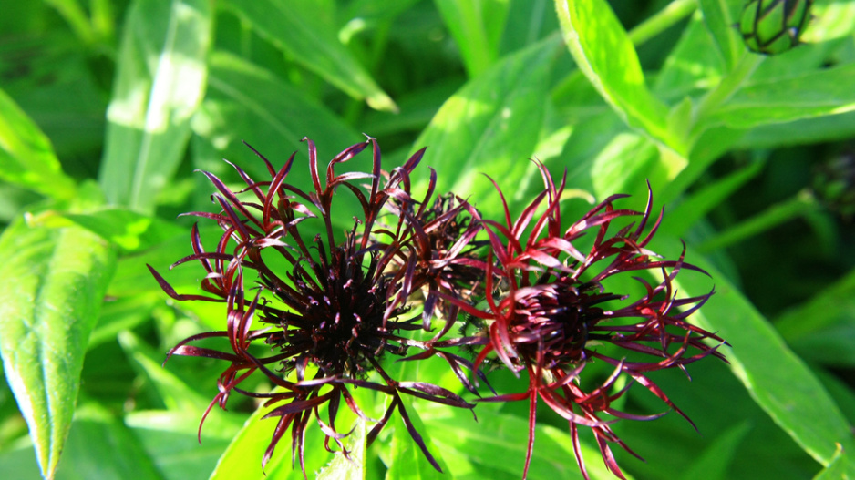 Chrpa horská (Centaurea Montana) 