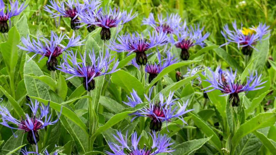 Chrpa horská (Centaurea Montana) 