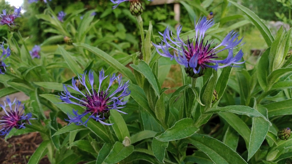 Chrpa horská (Centaurea Montana) 