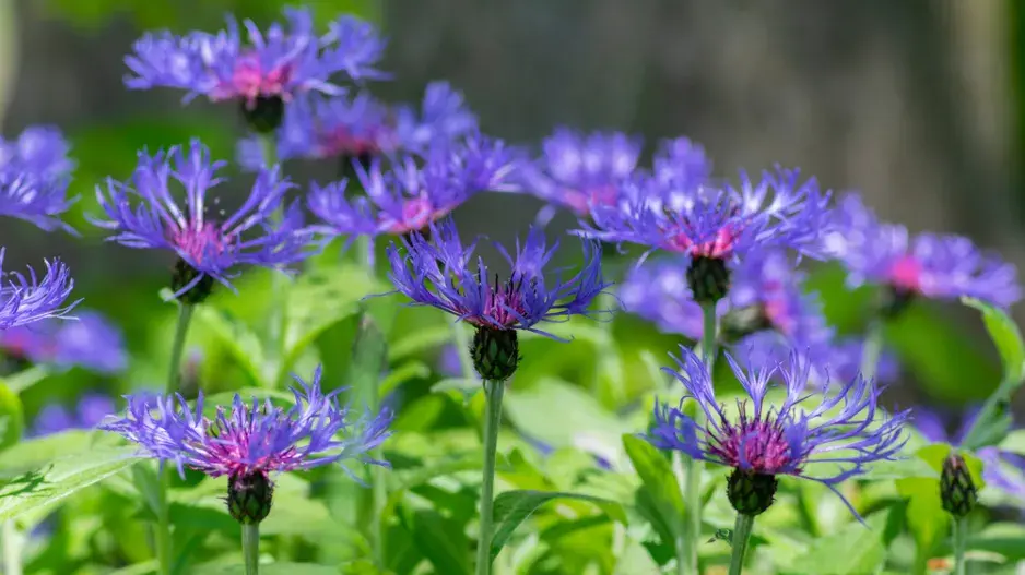 Chrpa horská (Centaurea Montana) 