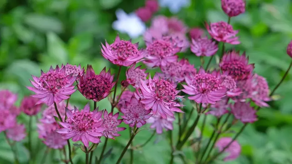 Jarmanka větší (Astrantia major)