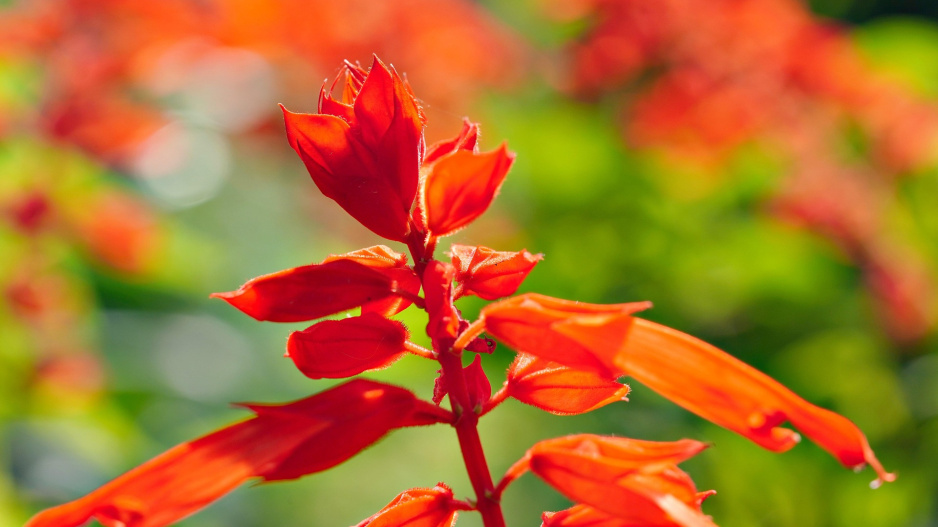 Šalvěj zářivá (Salvia splendens) 