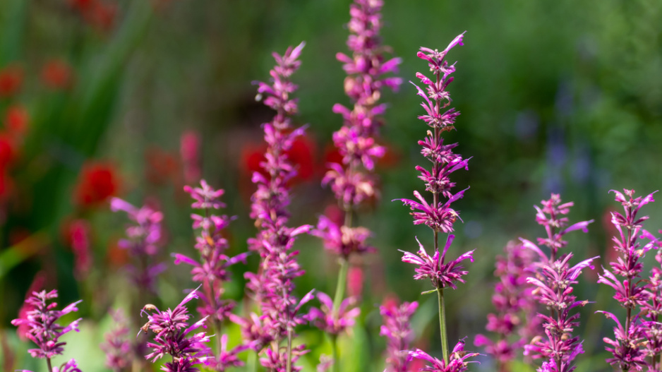 Agastache mexická (Agastache mexicana) 