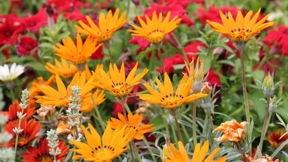 suchomilné letničky