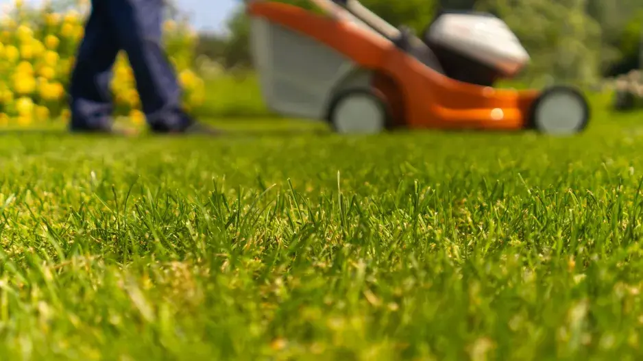 Sekání trávy Sekání trávy