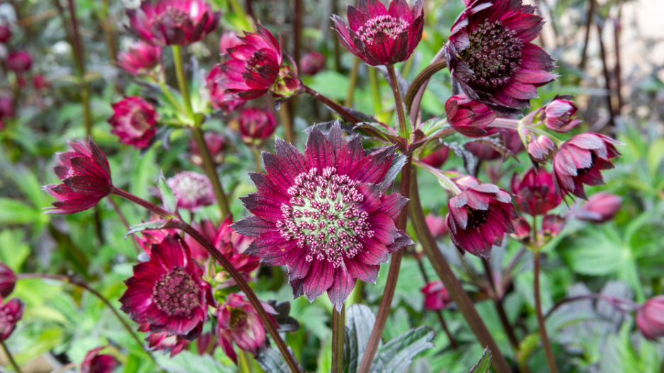 Jarmanka větší (Astrantia major) 