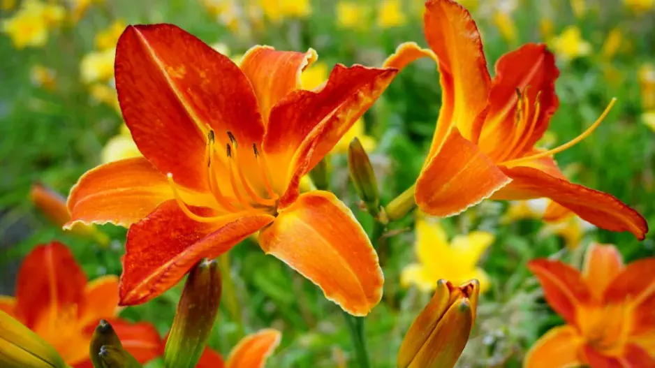 nejkrásnější trvalky