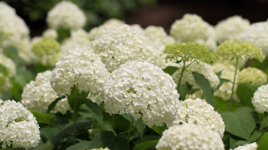 Hortenzie stromečkovitá (Hydrangea arborescens) 