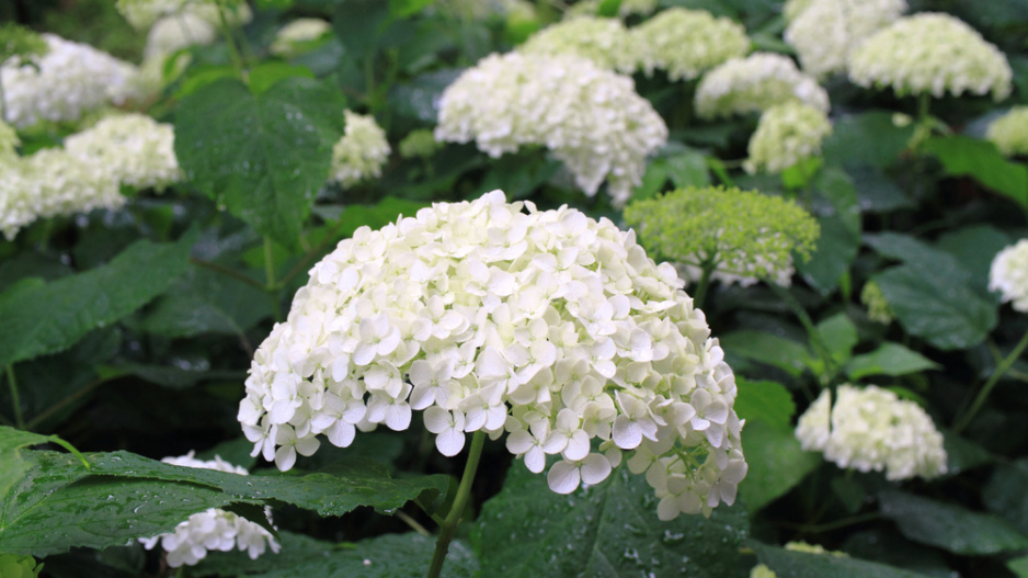 Hortenzie stromečkovitá (Hydrangea arborescens) 